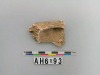 藏品(獸骨)的圖片